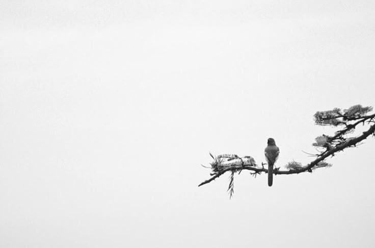 Silent Perch – Minimalist Black & White Bird Wall Art